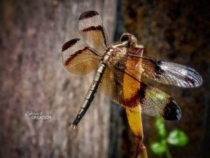 Rupashree Dutta (Nature Photography)