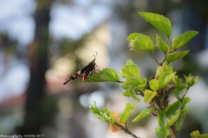 Aishik Sett (Working of an Insect)