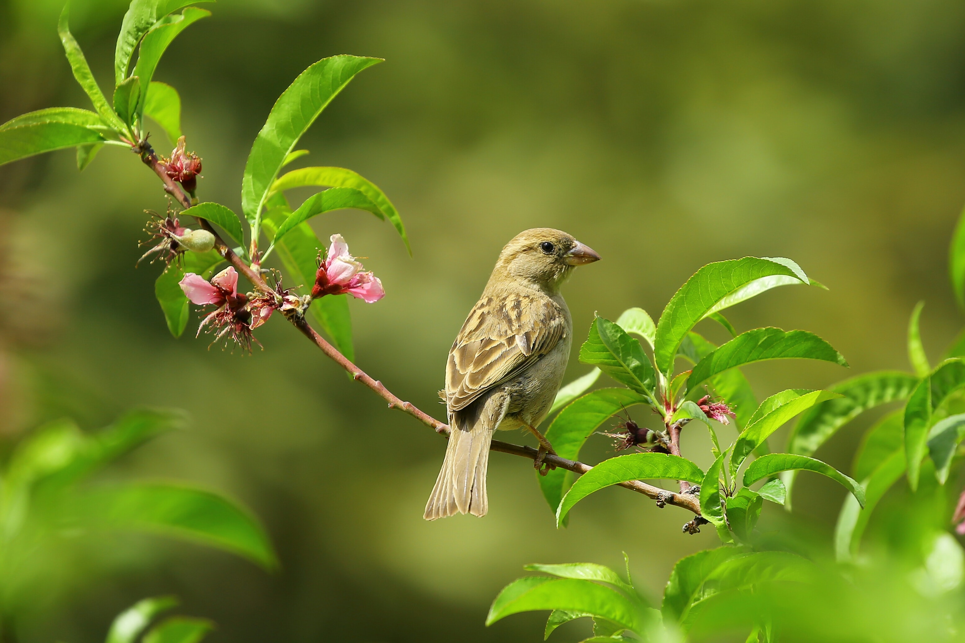 My Little Sparrow